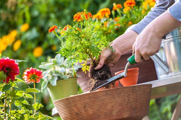 Gardener planting flowers