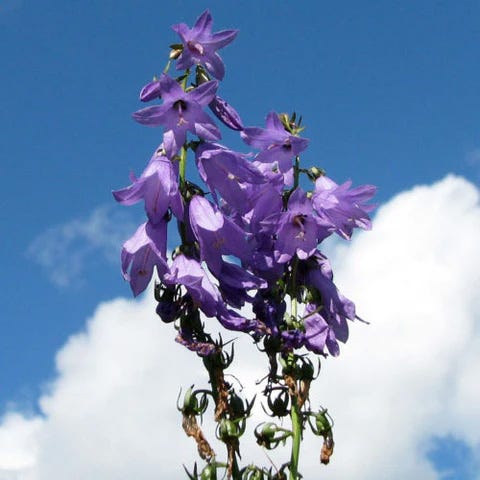 Great Blue Lobelia