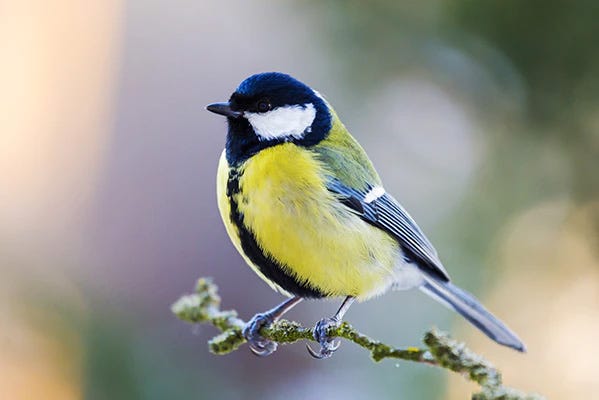 Great tit