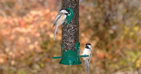 Two birds feeding at a green bird feeder