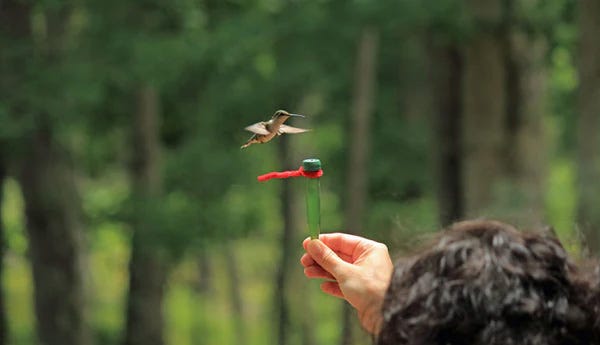 Hand-feeding a hummingbird