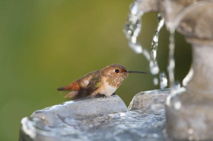 how do birds bathe hummingbird in fountain