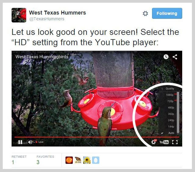 west texas hummingbird twitter