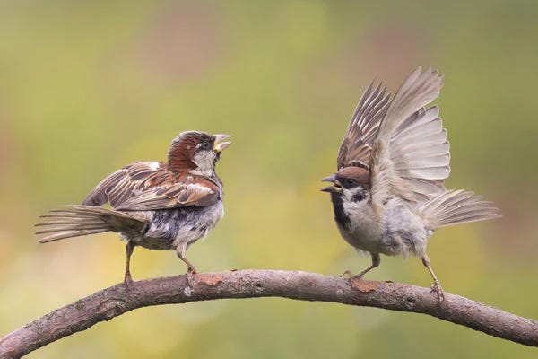 Squaking birds