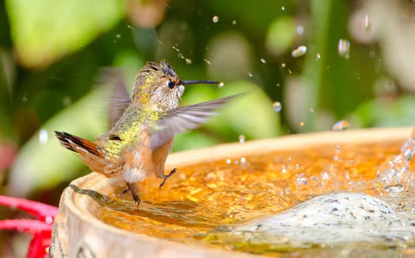 Hummingbird enjoying a shallow bird bath