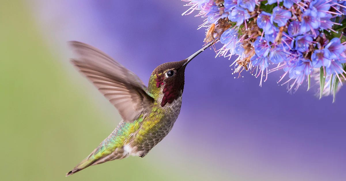 hummingbird flower