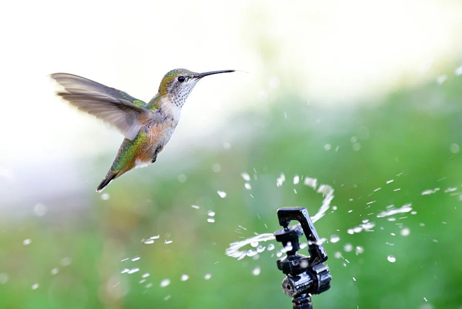 hummingbird-sprinkler