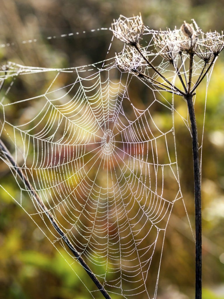 close up of spider web