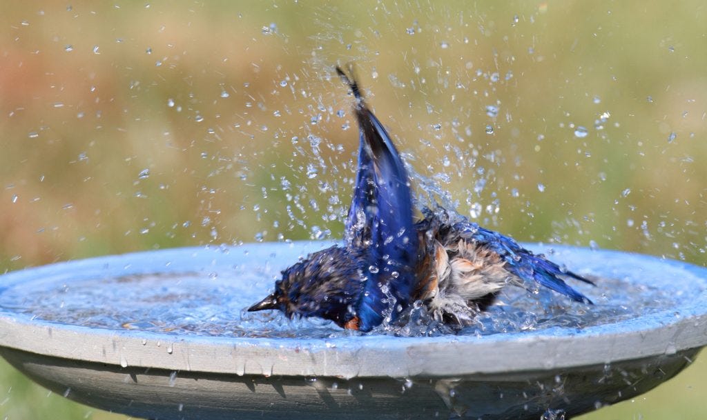 how do birds bathe bluebird in birdbath