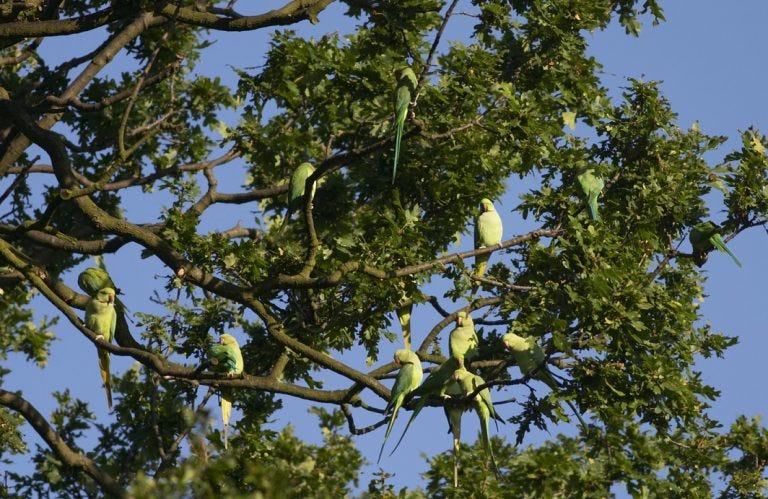 exotic birds rose-ringed parakeets