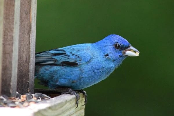 Blue bird