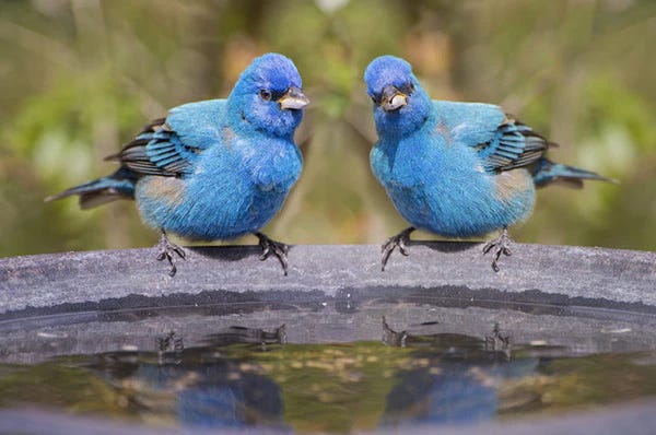 Indigo Buntings enjoying a birdbath