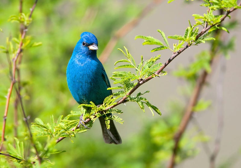 The Indigo Bunting’s migration route follows the Mississippi Flyway.