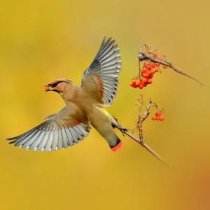 Japanese Waxwing