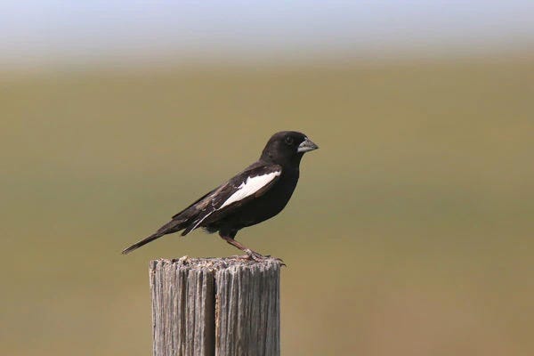 Lark Bunting