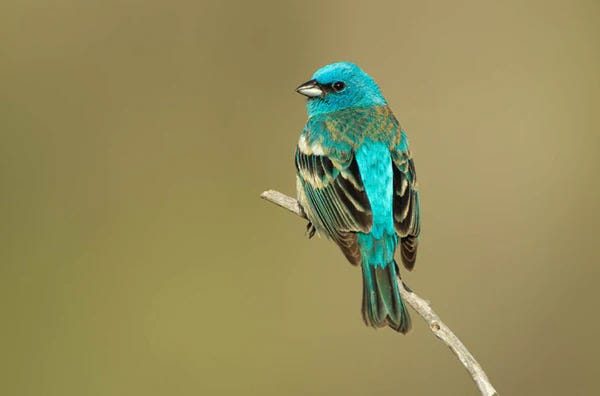 Lazuli Bunting