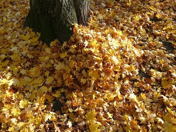 leaf litter