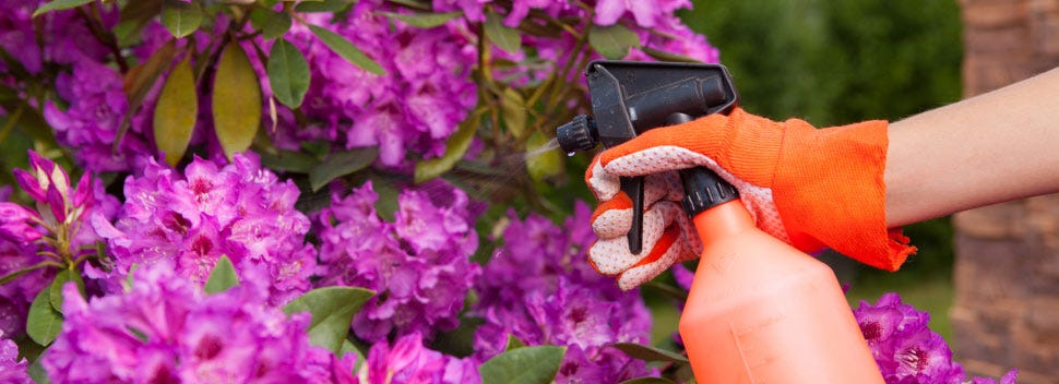 spraying pesticides on flowers