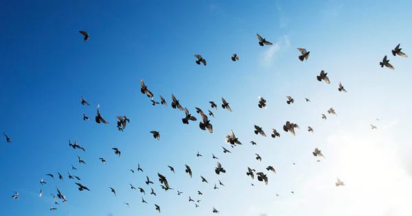 birds flying in the sky