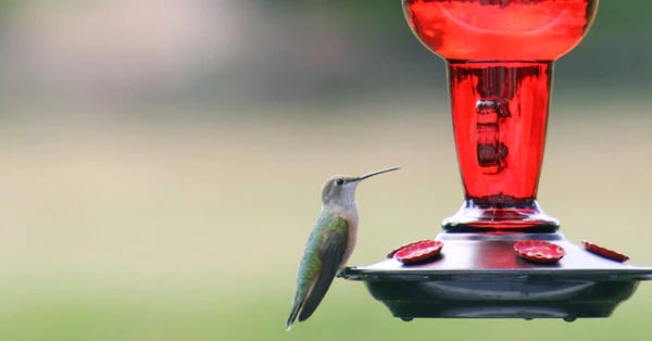 Hummingbird perched on a feeder