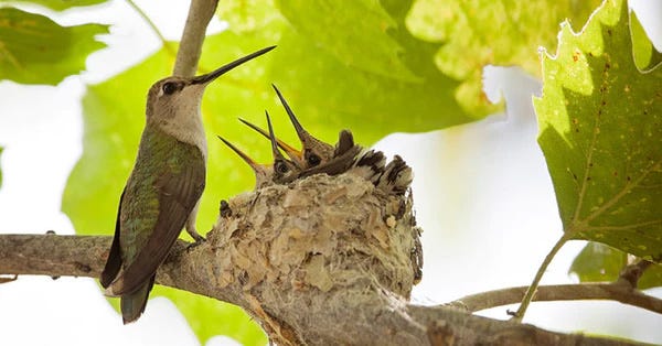 Hummingbird and its chicks at the nest