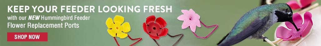 Keep your feeder looking fresh banner