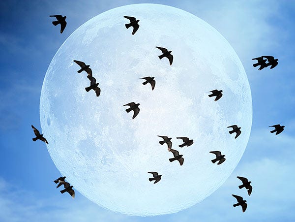 Birds or bats? Some times its hard to tell which you are seeing at night. Remember bats have a very erratic flight pattern as they hunt bugs.