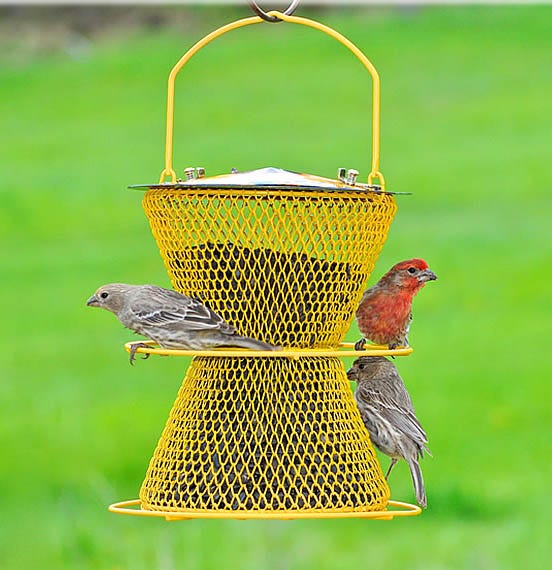 birds at NO/NO feeder