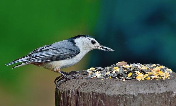 nuthatch