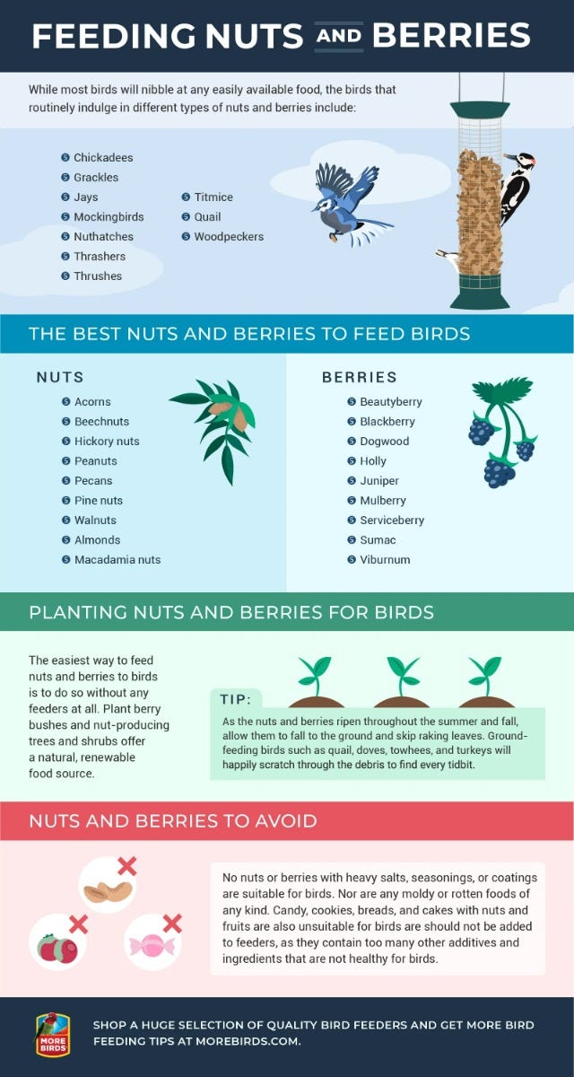 Feeding nuts and berries