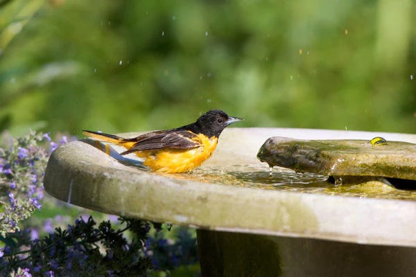 Baltimore Oriole at Bird Bath