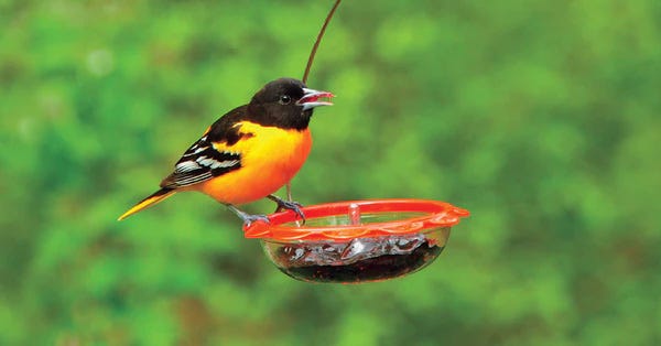 Oriole feeding on jelly