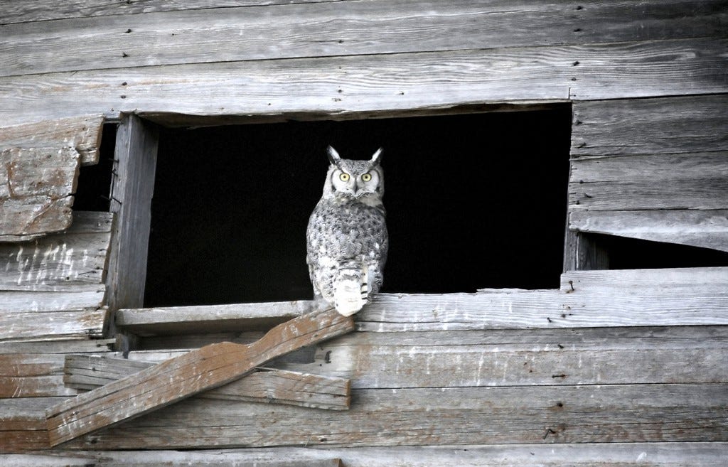 Don’t relegate your Christmas Bird Count activity to daylight hours only! You may have a few owls and other nocturnal birds that can be part of the survey.