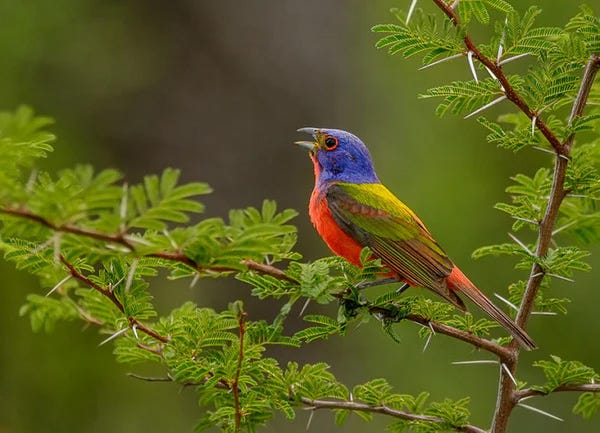 Painted Bunting