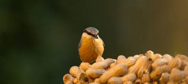 Nuthatch perched at a pile of peanuts / Shutterstock