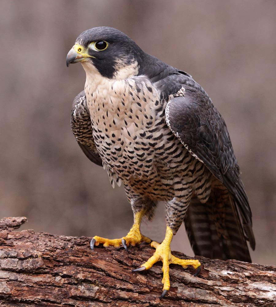 The peregrine falcon, along with many birds of prey, commonly hunts backyard birds.