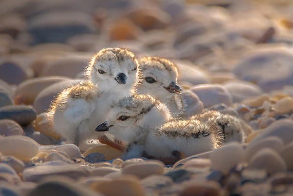 Piping plover chicks