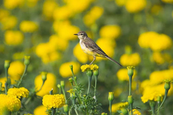 American Pipit