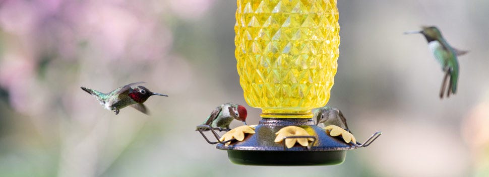 Keep your hummingbird feeders high off the ground to protect them from predators.