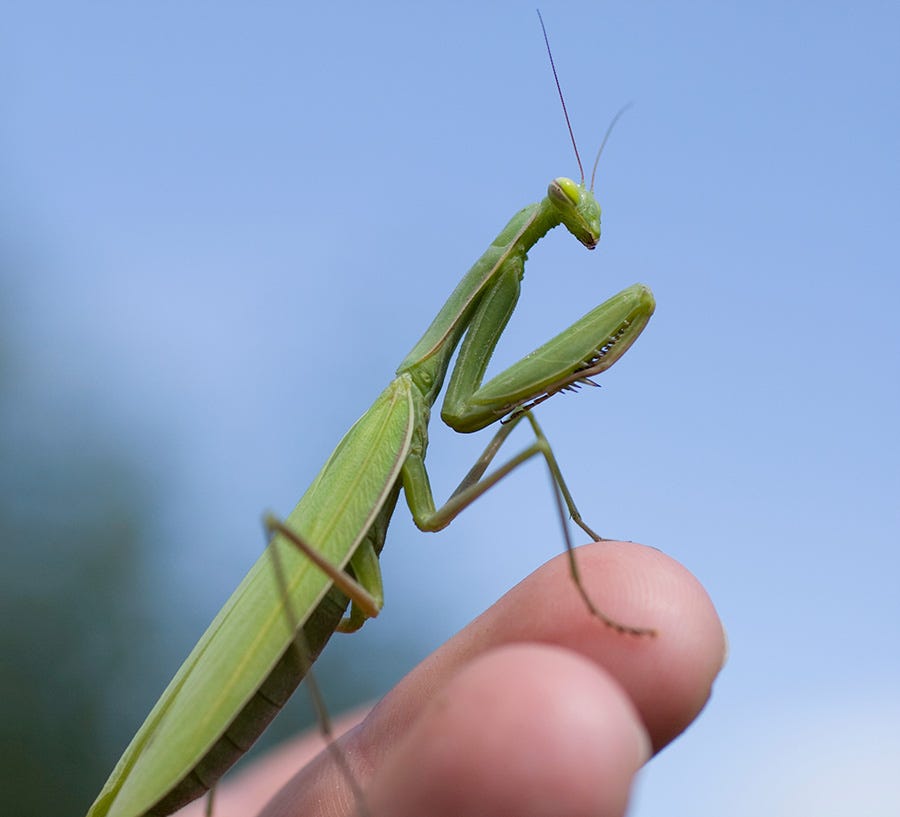 Though the praying mantis is considered a garden helper, it is also known to hunt hummingbirds.