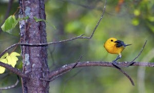 Prothonotary Warbler habitat