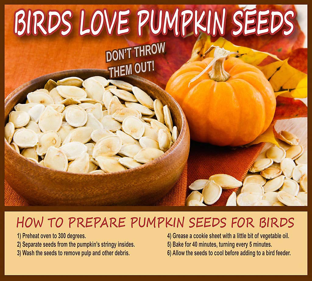 pumpkin seed recipe graphic