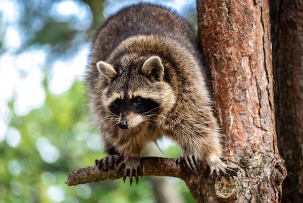 Raccoon / Shutterstock