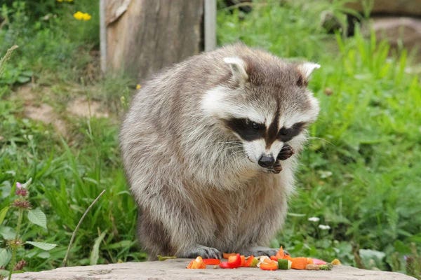 Raccoon eating vegetable pieces / Shutterstock