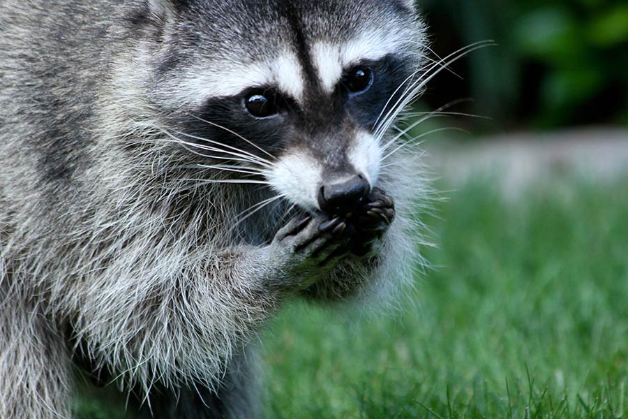 Aside from enjoying bird seed, raccoons are also known to eat bird eggs.