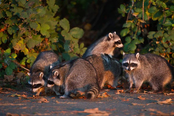 What happens if you quit feeding raccoons