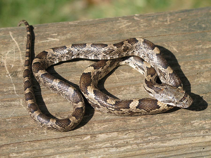 Snakes are common songbird predators, often raiding nests for eggs.