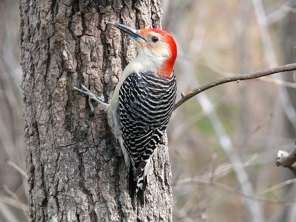 woodpeckers