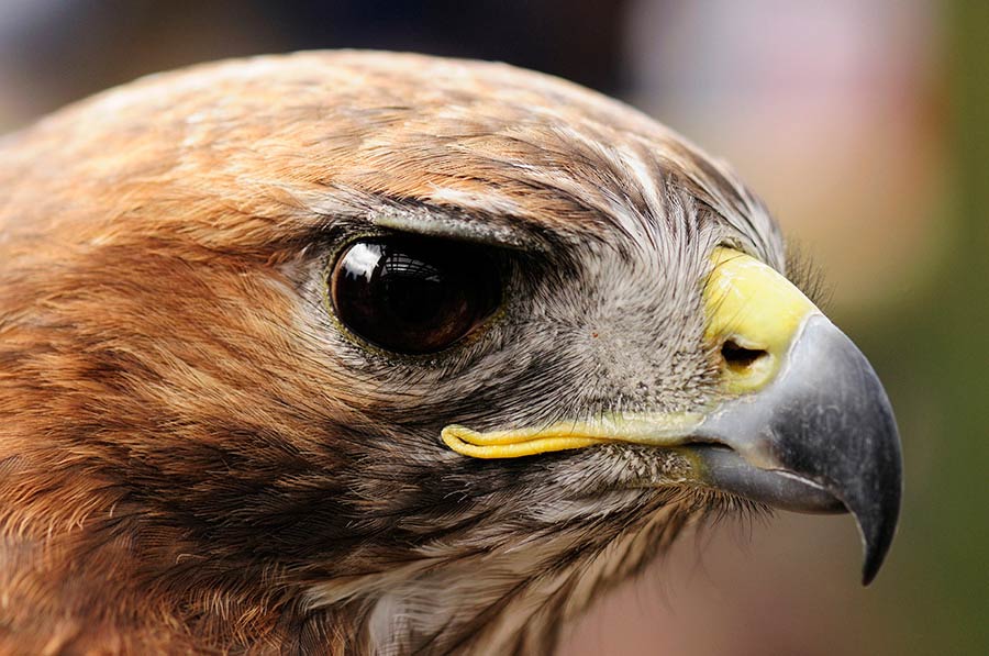 The Red-tailed Hawk has the classic bird of prey profile — a hooked beak and piercing eyes.