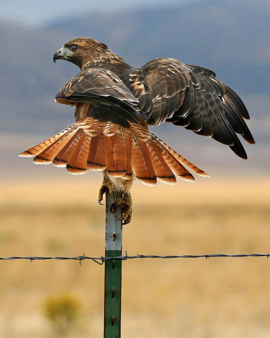 The Red-tailed Hawk flares its tail feathers, showing off their reddish color.